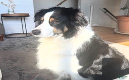 Australian Shepherd dogs for sale: Rosemary - Image 3