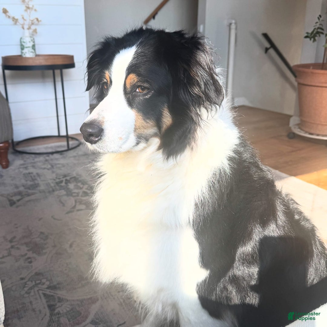 Australian Shepherd dogs for sale: Rosemary - Image 3
