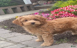 Cockapoo dogs for sale: Nellie - Image 6