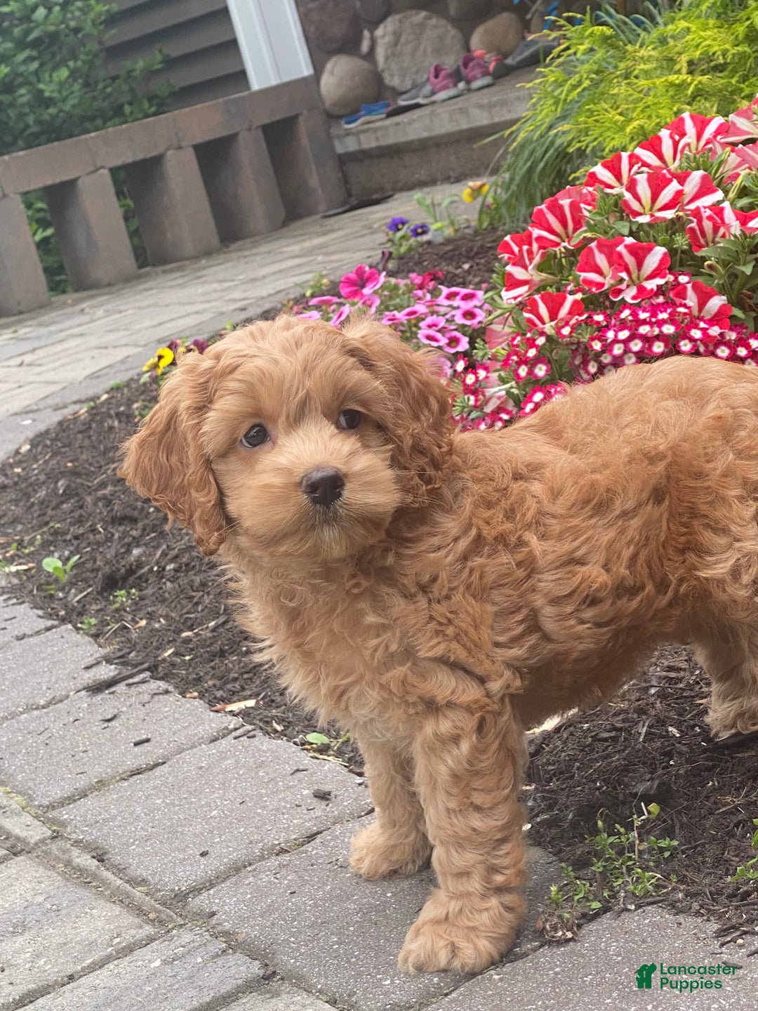 Cockapoo dogs for sale: Nellie - Image 6