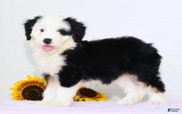 Mini Bernedoodle dogs for sale: Snow White - Image 2