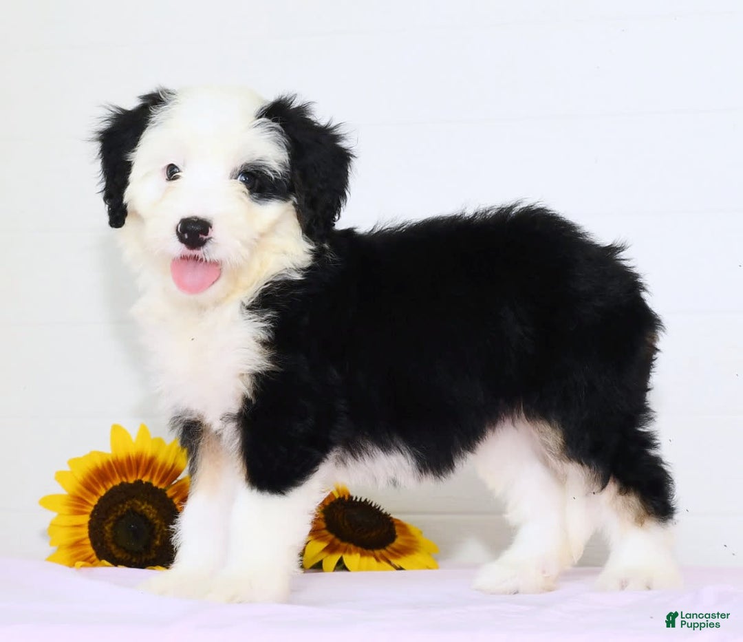 Mini Bernedoodle dogs for sale: Snow White - Image 2