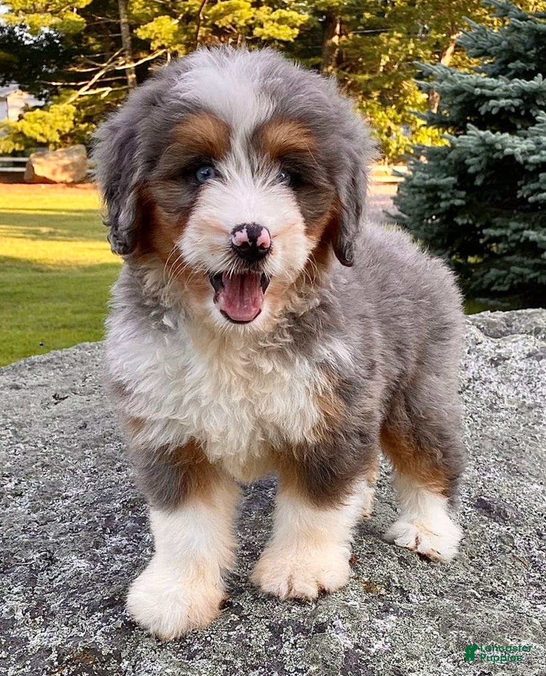 Mini Bernedoodle dogs for sale: 💗 In Boston Massachusetts 💗 Two Blue Eyes 💗 Mini Bernedoodle 💗 - Image 8