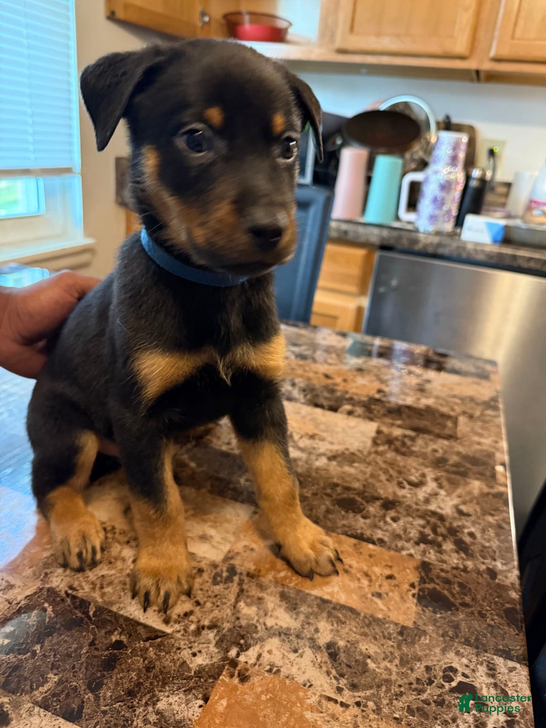 Rottweiler dogs for sale: T Grizzly - Image 1