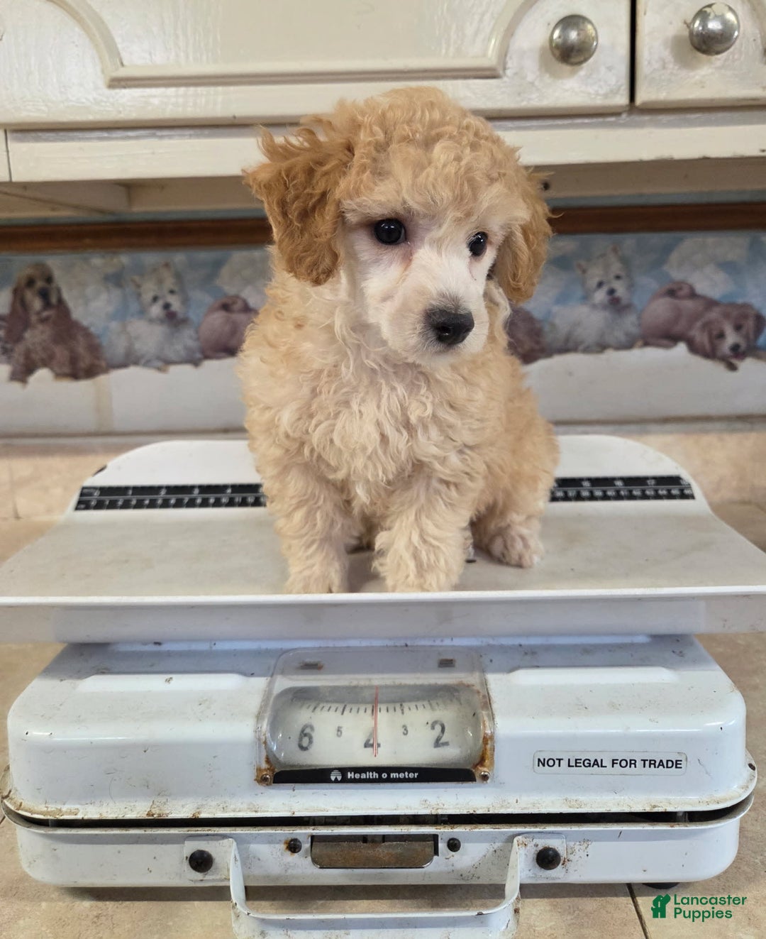 Yorkiepoo dogs for sale: Kipp - Image 2
