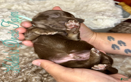 Miniature Dachshund dogs for sale: Barney - Image 1