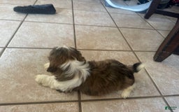 Shih Tzu dogs for sale: Shiloh - Image 2