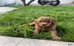 Goldendoodle dogs for sale: Goldendoodle - Image 7
