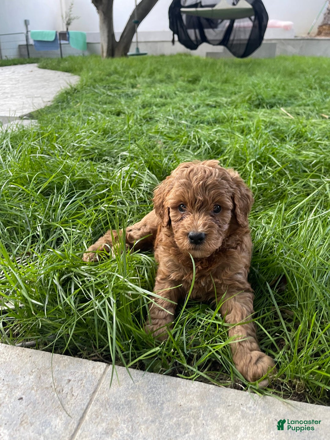 Goldendoodle dogs for sale: Goldendoodle - Image 7
