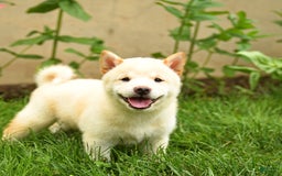 Shiba Inu dogs for sale: Patrick - Image 4