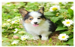 Welsh Corgi Pembroke dogs for sale: Trixie Fluffy - Image 6