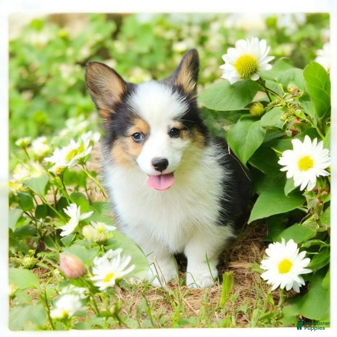 Welsh Corgi Pembroke dogs for sale: Trixie Fluffy - Image 6