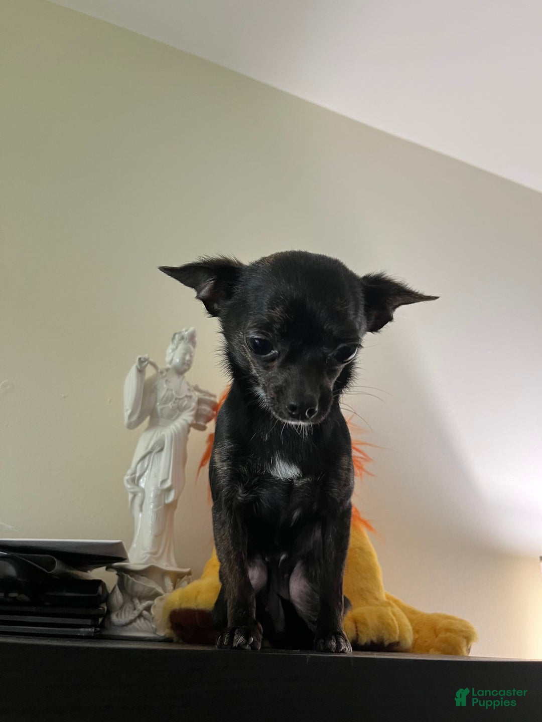 Chihuahua dogs for stud: Jahna - Image 4