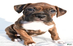 Boxer dogs for sale: Maxine - Image 1