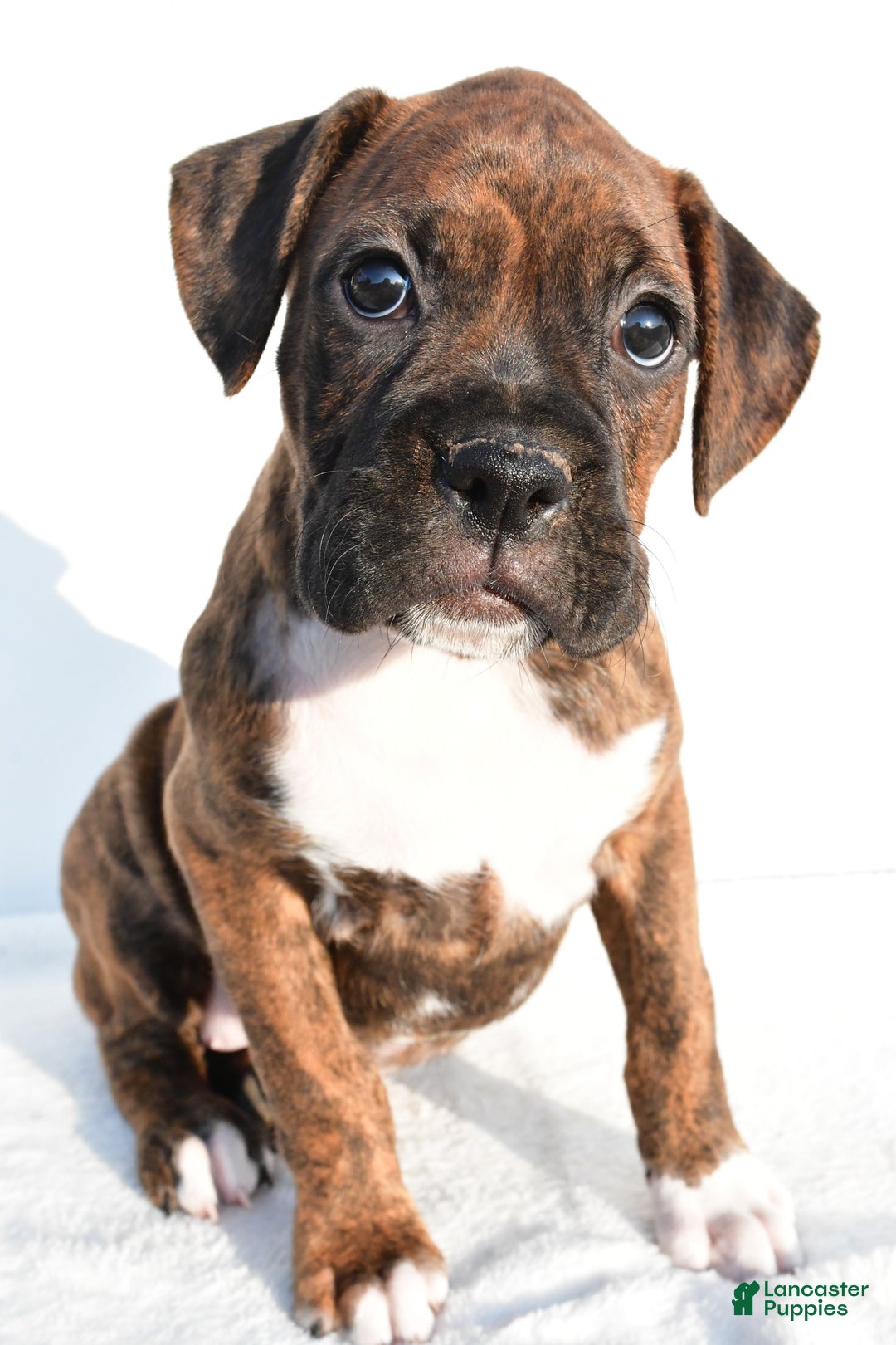 Boxer dogs for sale: Maxine - Image 1