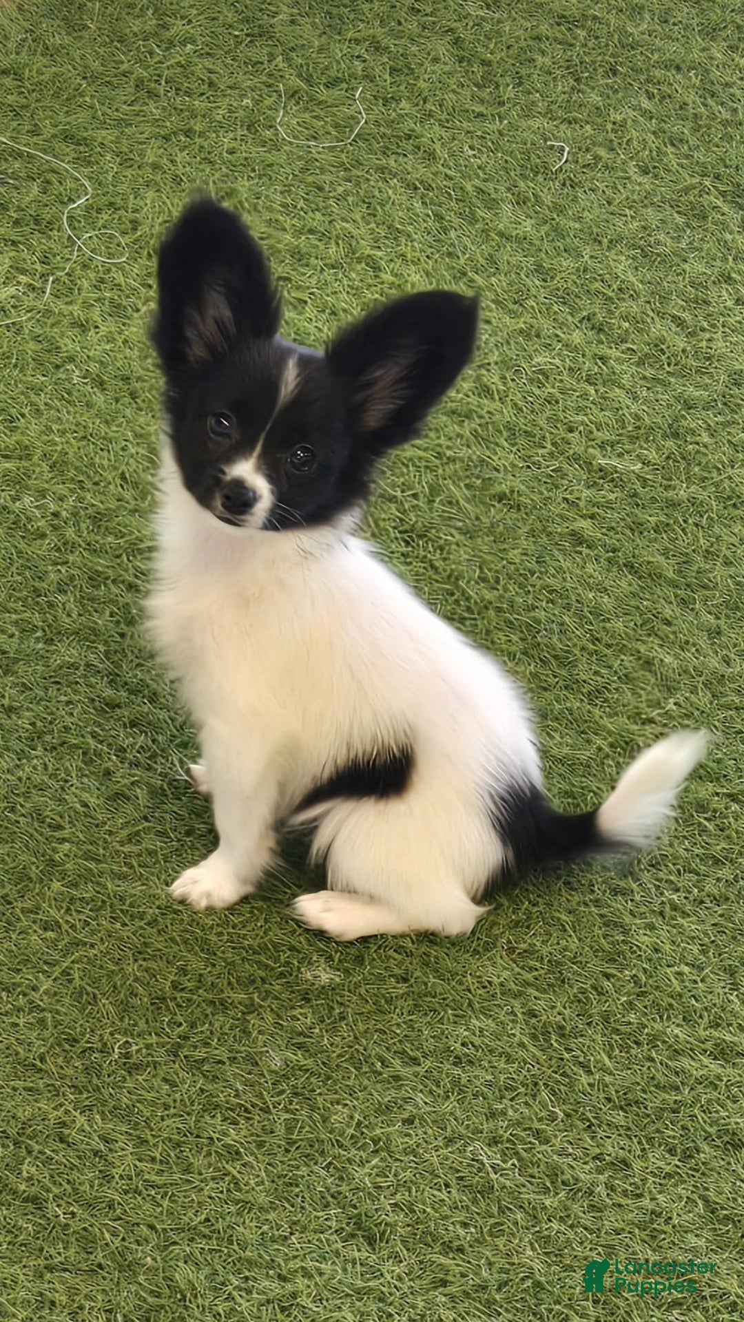 Papillon dogs for sale: Sketch - Image 1