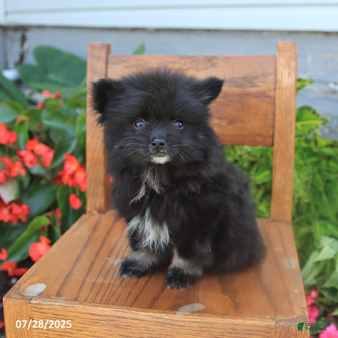 Pomeranian dogs for sale: Pomeranian 4 puppies - Image 11