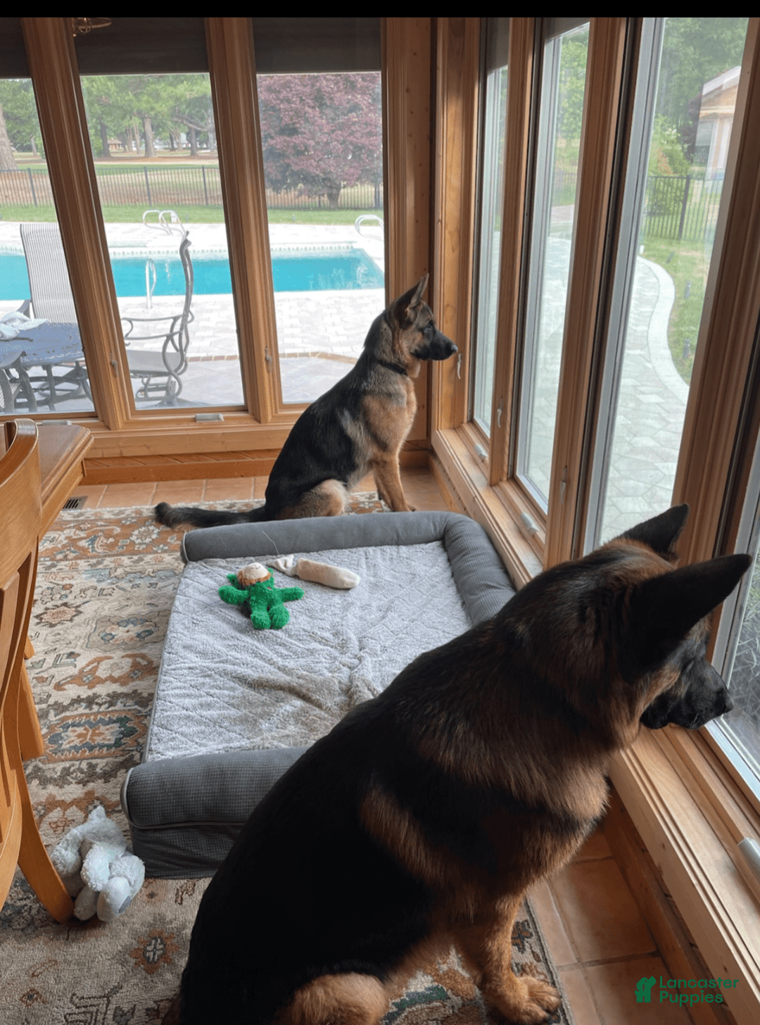 German Shepherd dogs for sale: Big Red - Image 11