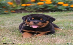 Rottweiler dogs for sale: Lila - Image 1