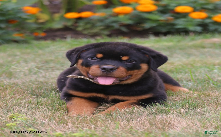 Rottweiler dogs for sale - Ad 2