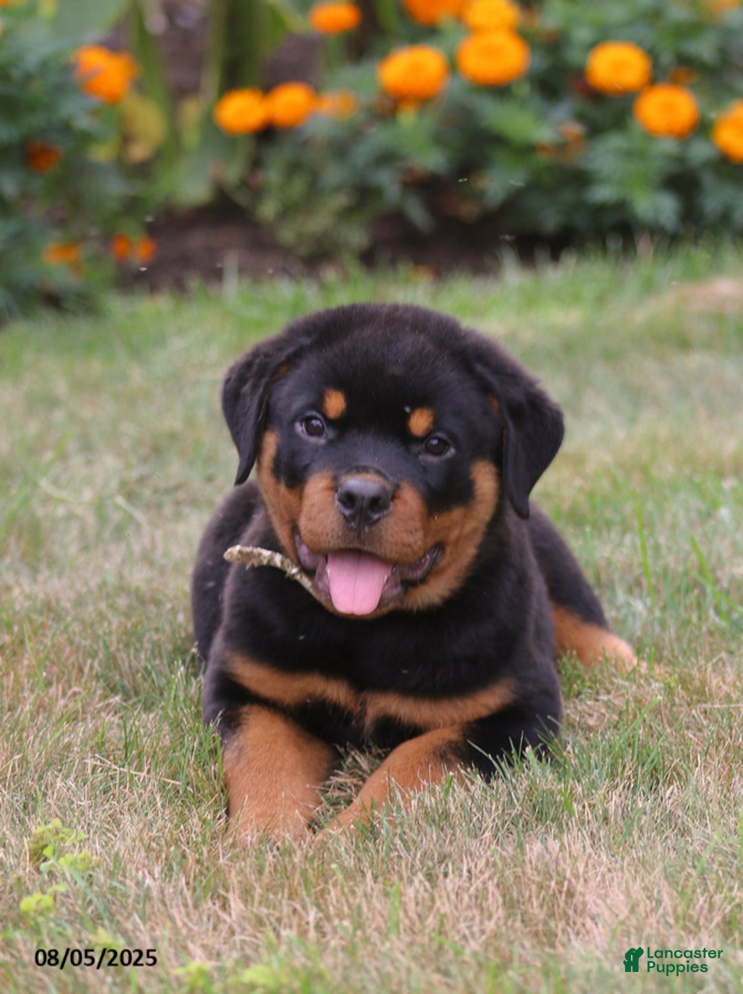 Rottweiler dogs for sale: Lila - Image 1