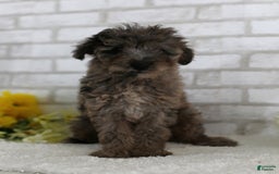 Mini Aussiedoodle dogs for sale: Robo - Image 1