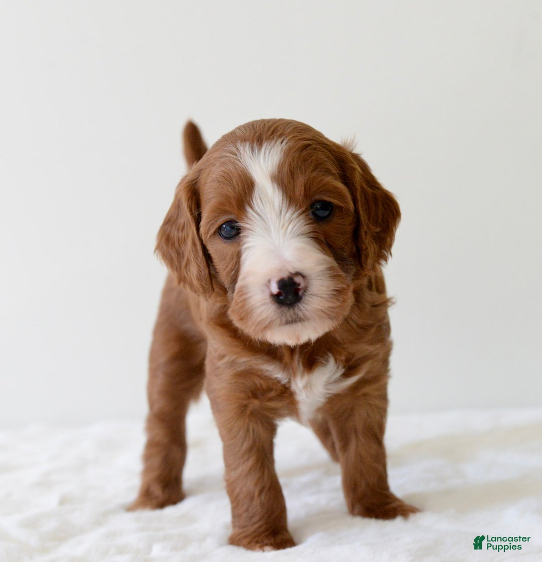 Mini Goldendoodle dogs for sale: Ranger - Image 10