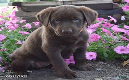 Labrador Retriever dogs for sale: Carol - Image 2