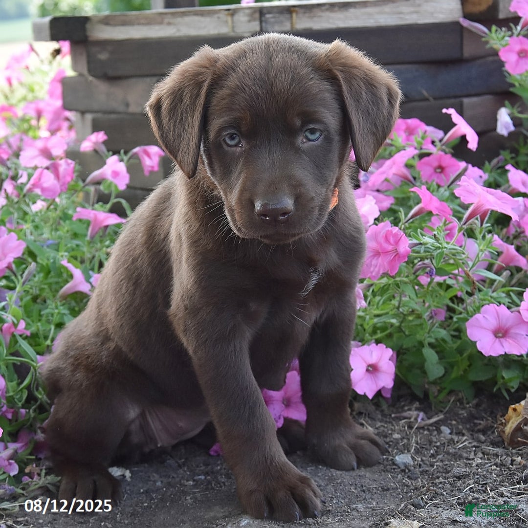 Labrador Retriever dogs for sale: Carol - Image 2