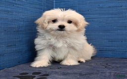 Shihpoo dogs for sale: Cedric - Image 23