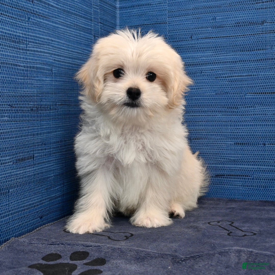 Shihpoo dogs for sale: Cedric - Image 23
