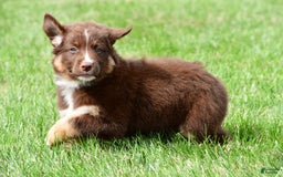Australian Shepherd dogs for sale: Jax - Image 12