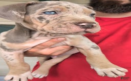 American Bully dogs for sale: Poncho - Image 1