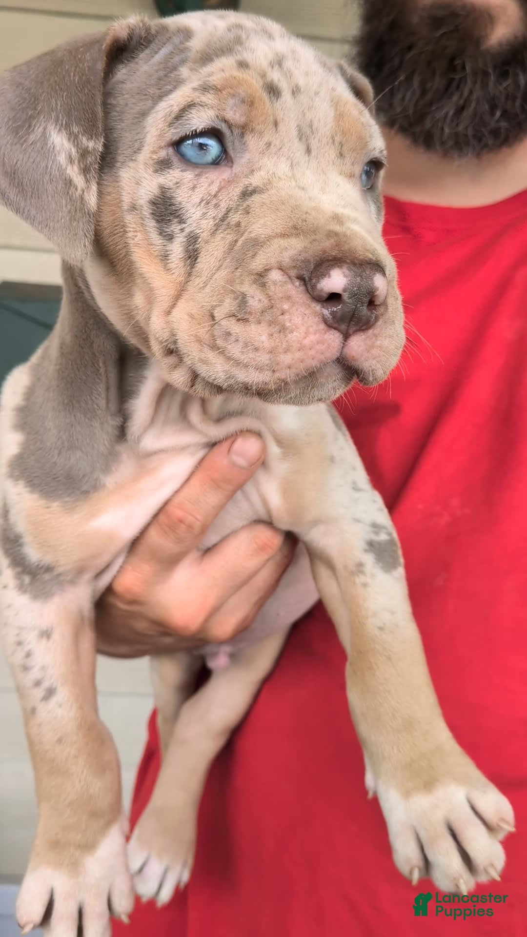 American Bully dogs for sale: Poncho - Image 1