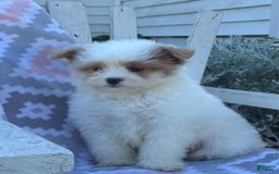 Miniature Poodle dogs for sale: Betsy - Image 5