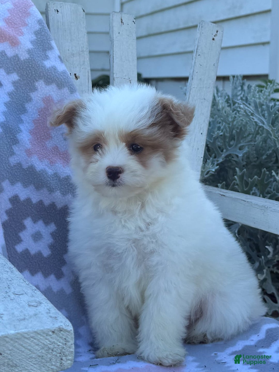 Miniature Poodle dogs for sale: Betsy - Image 5