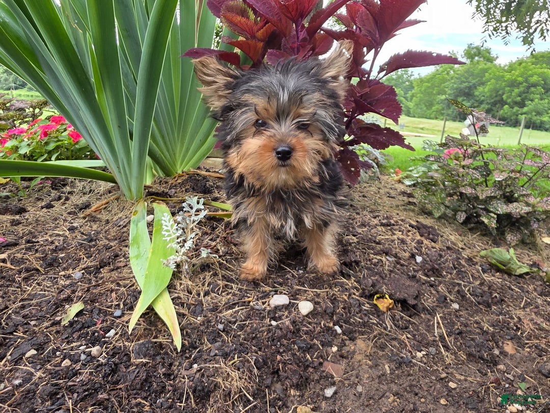 Yorkshire Terrier dogs for sale: Jason - Image 3