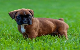 Boxer dogs for sale: Drew - Image 2
