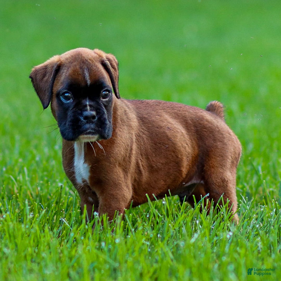 Boxer dogs for sale: Drew - Image 2