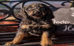 Irish Doodle dogs for sale: Margie - Image 1