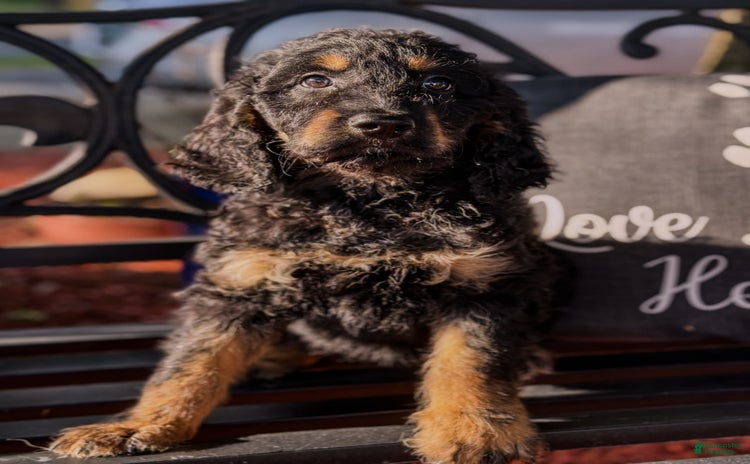 Irish Doodle dogs for sale - Ad 1