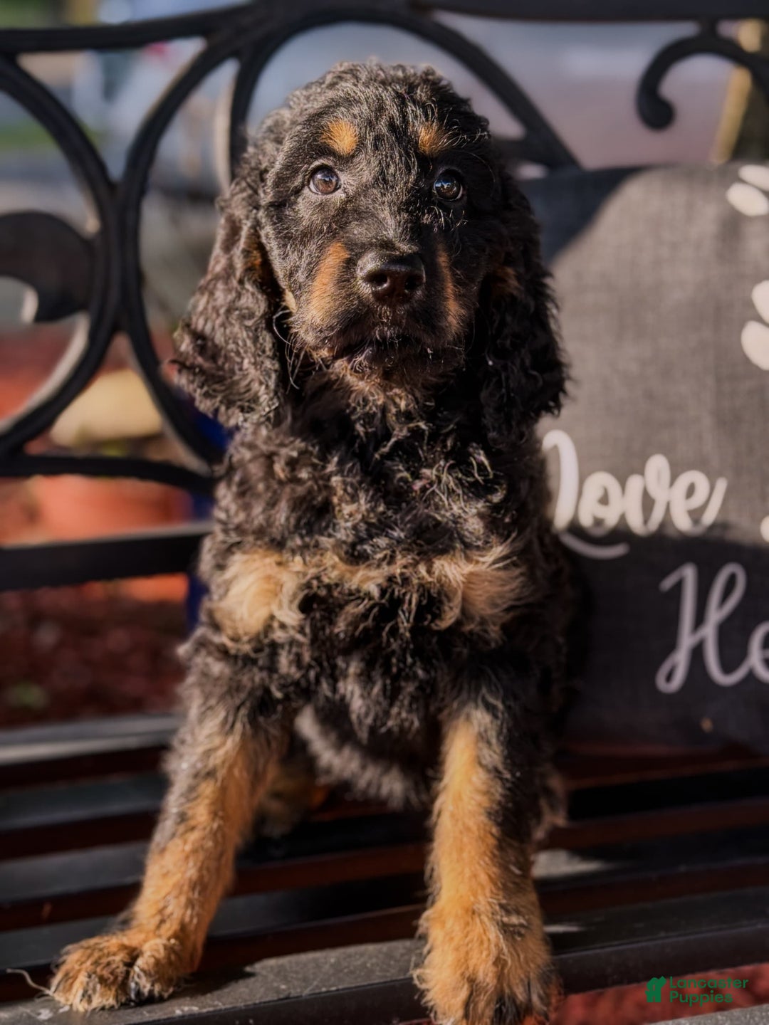 Irish Doodle dogs for sale: Margie - Image 1