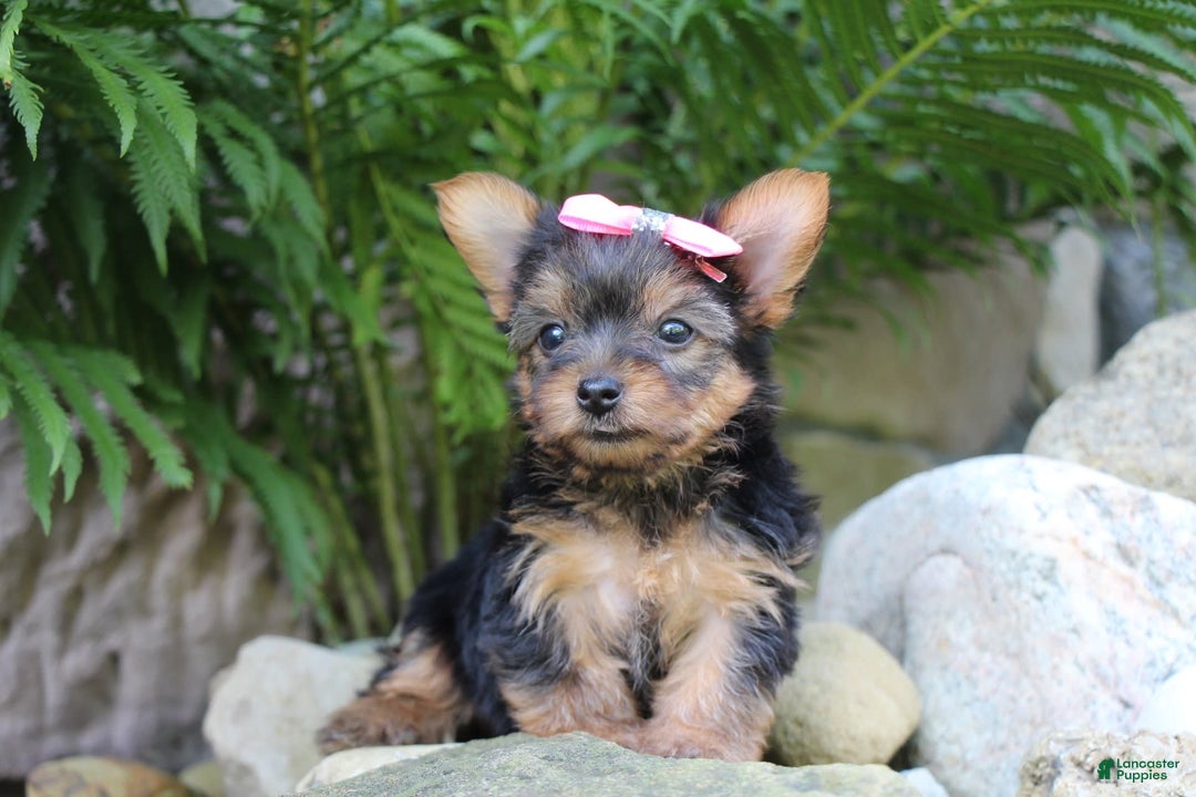 Yorkshire Terrier dogs for sale: Chelsy - Image 3