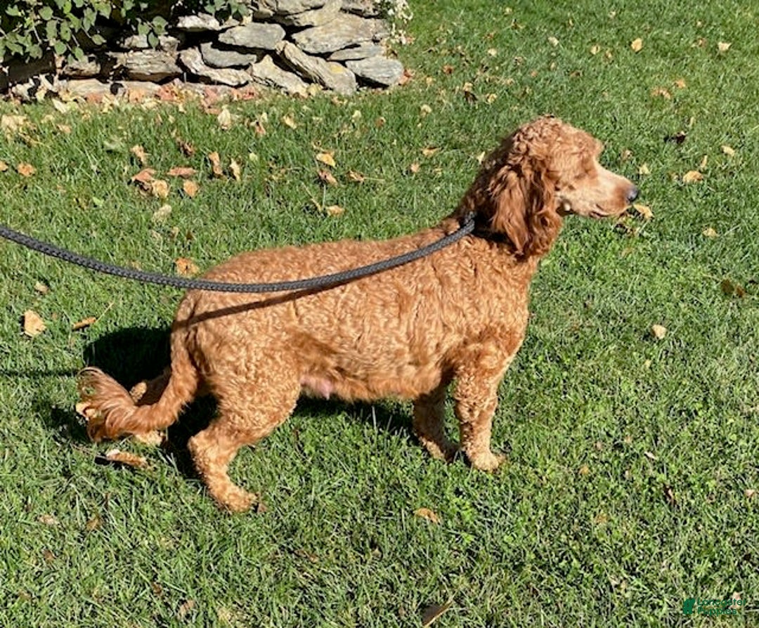 Mini Goldendoodle dogs for sale: Libby - Image 5
