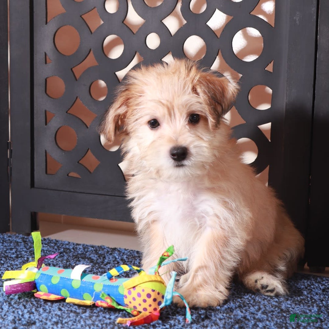 Yochon dogs for sale: Jamey - Image 2