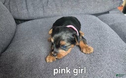 Yorkshire Terrier dogs for sale: Ciri - Image 2