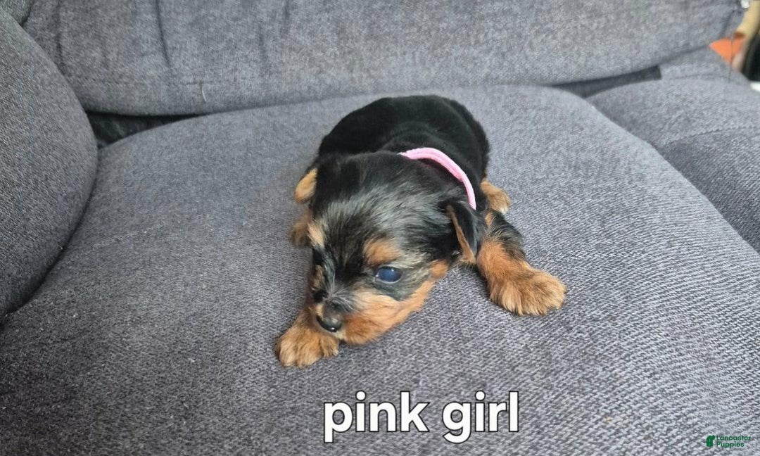 Yorkshire Terrier dogs for sale: Ciri - Image 2