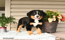 Bernese Mountain Dog dogs for sale: Bella - Image 1