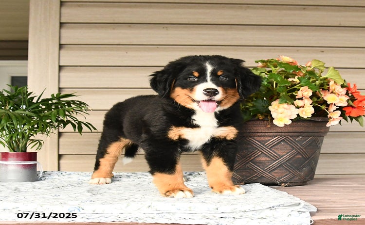 Bernese Mountain Dog dogs for sale - Ad 3