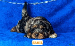 Cavapoo dogs for sale: Ernie - Image 8
